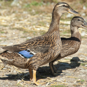 Von der Ente