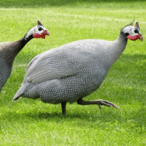 Perlhuhn