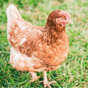 Suppenhuhn