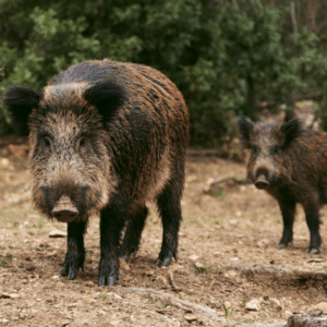 Wildschwein